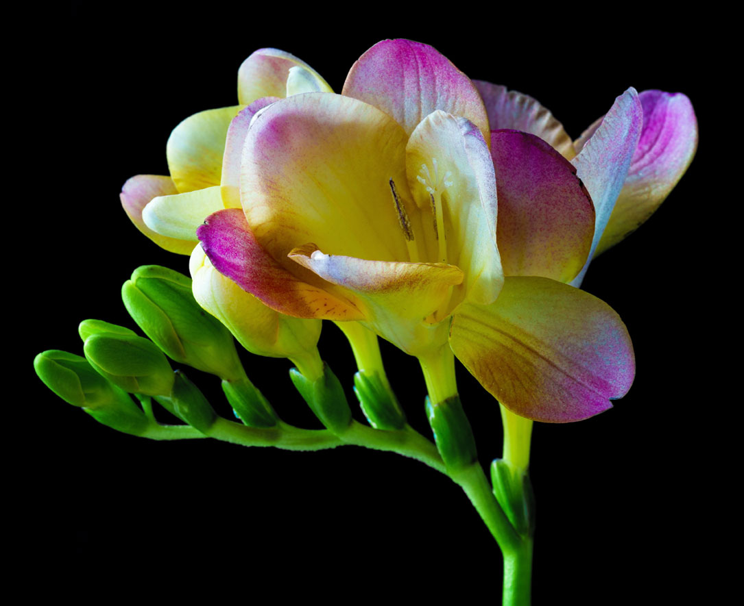 Freesia Close-Up