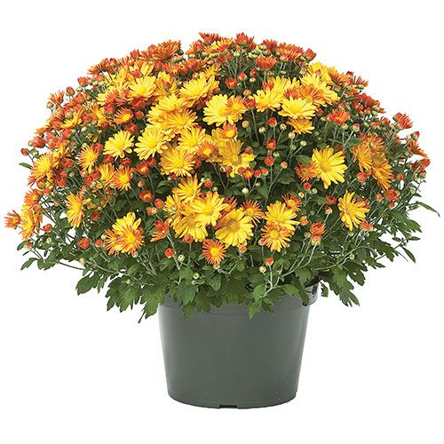 Three Rivers Potted Mums Photo