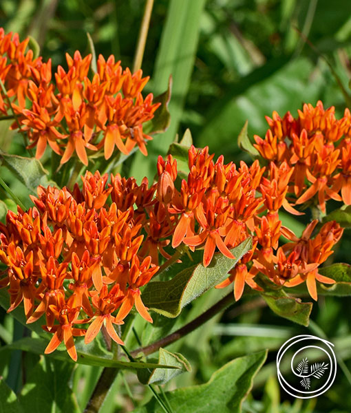 Butterfly Weed - Asclepias Tuberosa