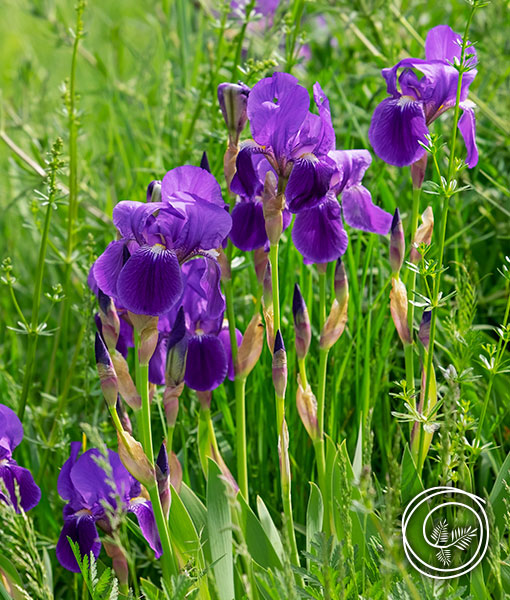 Caesar's Brother Siberian Iris - Iris Sibirica