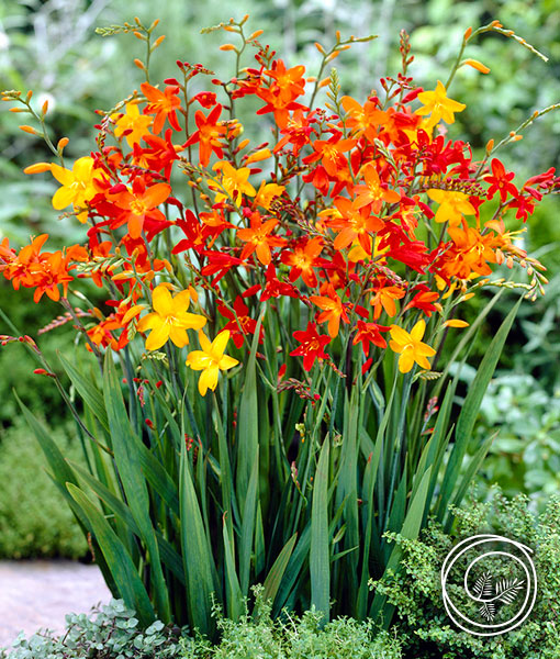 Crocosmia Mix