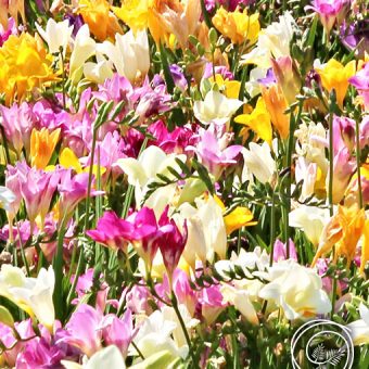 Image of Freesia Flowers for Spring Fundraisers