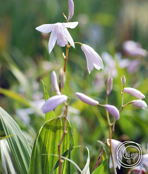 White Hardy Ground Orchid - Bletilla Striata Alba