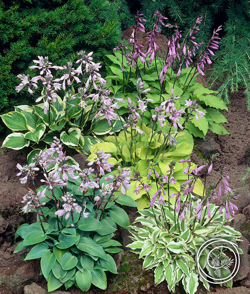 Hosta Mix