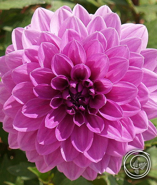 Image of Lavender Perfection Dahlia Flower for Spring Fundraising