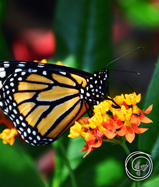 Butterfly Weed summer flowering perennial attracts butterflies