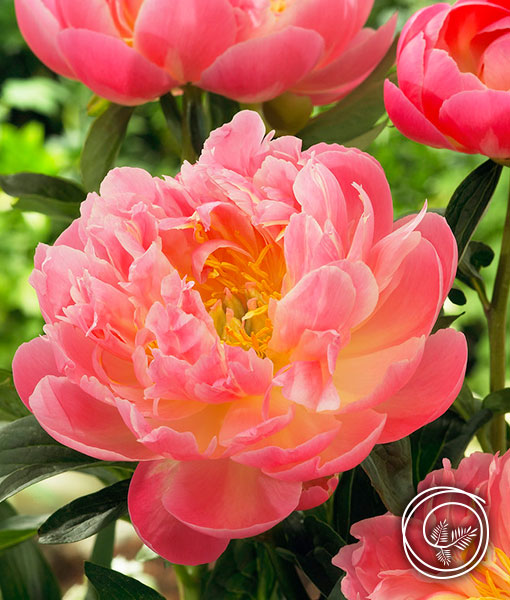 Pink Hawaiian Coral Peony - Paeonia Lactiflora