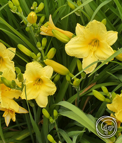 Summer flowering Stella D'Oro Daylily