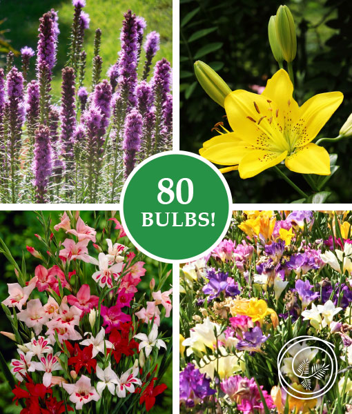 Summer Sun Garden Mix - 80 Bulbs!