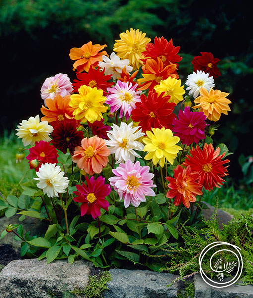 Image of Unwins Mix Dahlia Flowers