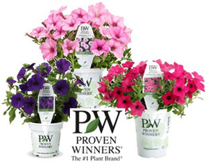 Image of Spring Flower Fundraiser Potted Annuals for New England Groups