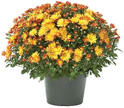 Image of Fall Fundraiser Potted Mums for New England Groups