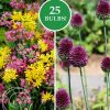 Image of Allium Rock Garden Mix Flower Bulbs