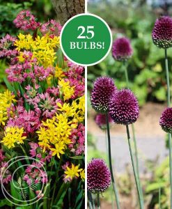 Image of Allium Rock Garden Mix Flower Bulbs