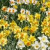 daffodil-bulb-mix-510×600