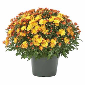 Image of Potted Mums