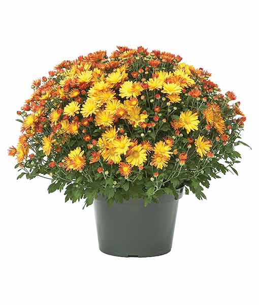 Image of Potted Mums