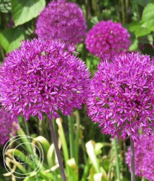 Image of Purple Sensation Allium Flower Bulbs