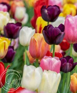 Image of Sixty Days of Tulips Mix Flower Bulbs