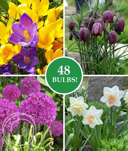 Image of Spring Classics Collection Flower Bulbs