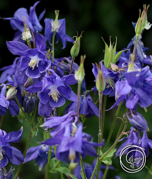 Image of Columbine flower bulbs for spring fundraising