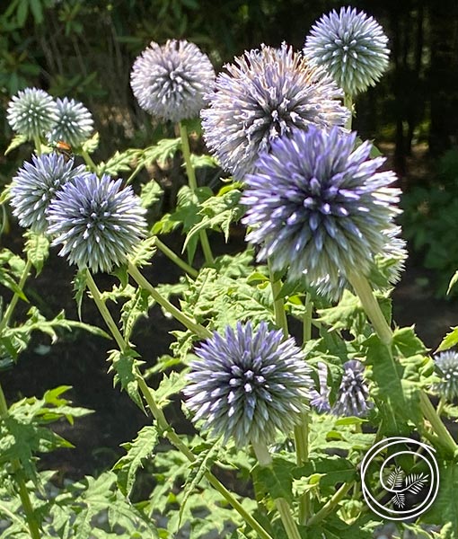 Image of Globe Thistle flower bulbs