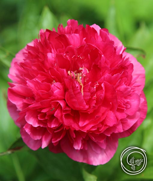 Image of Karl Rosenfield Peony summer flowering perennial