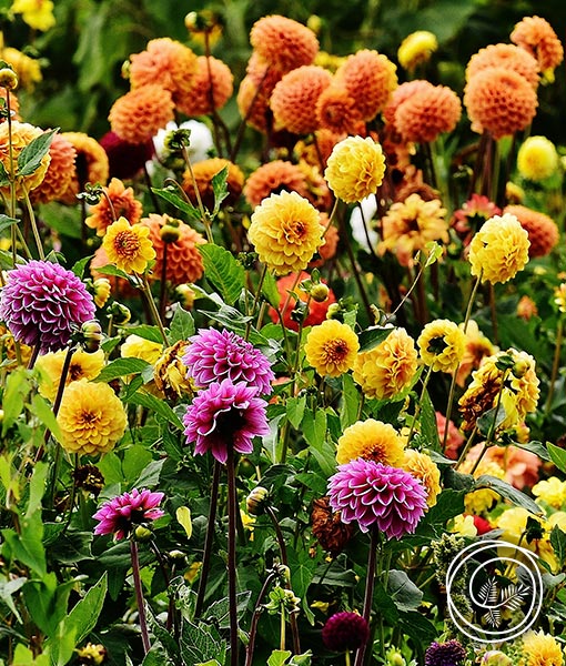 Spring fundraising with Pompon Dahlia flower bulbs