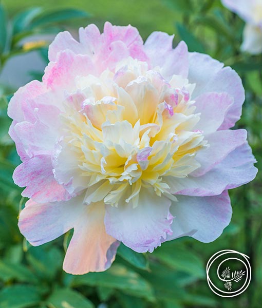 raspberry sundae peony for cut arrangements