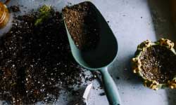 Potting bulbs in colder zones