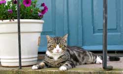 Container gardening in colder zones with cat