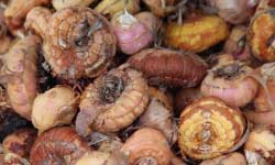 Storing gladiolus bulbs