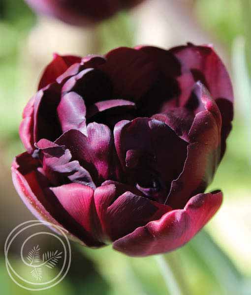 image of black hero tulip flower