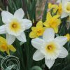 image of daffodil mix flower bulbs