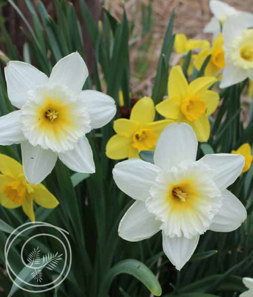 image of daffodil mix flower bulbs