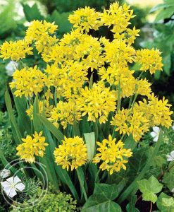 image of golden garlic allium moly flowers