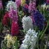 hyacinth-mix-2-510×600