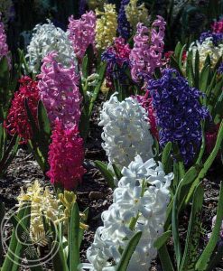 image of hyacinth mix