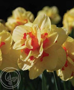 image of tahiti daffodil
