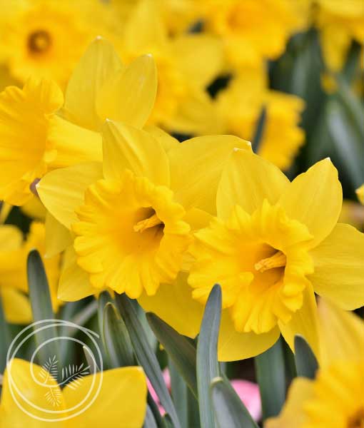 carlton-daffodil-narcissus-2022-510×600