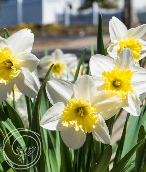 ice-follies-daffodil-narcissus-2022-510×600