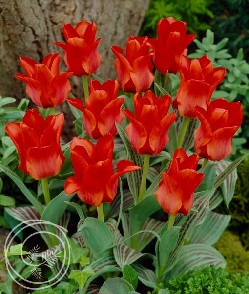 red-riding-hood-tulip-greigii-2022-510×600