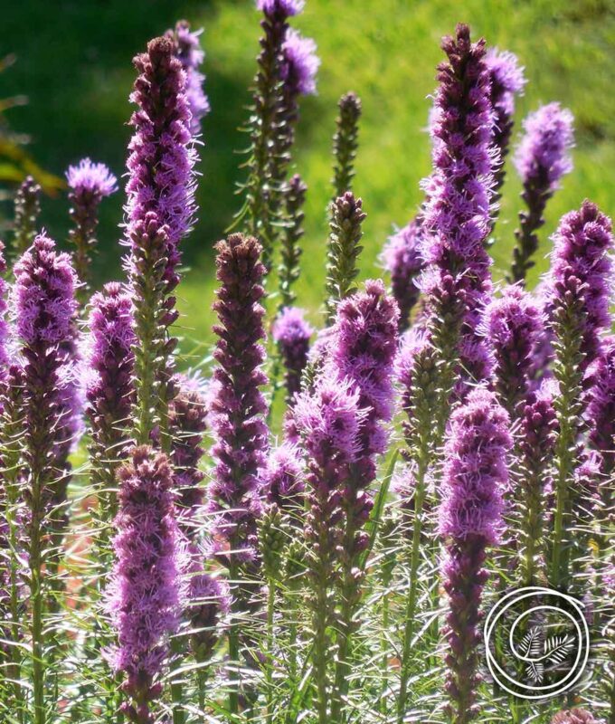 image of blazing star for spring bulb fundraising