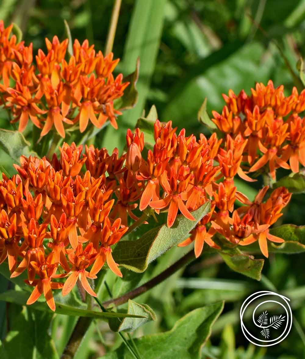 butterfly-weed-asclepias-2023-1000×1176