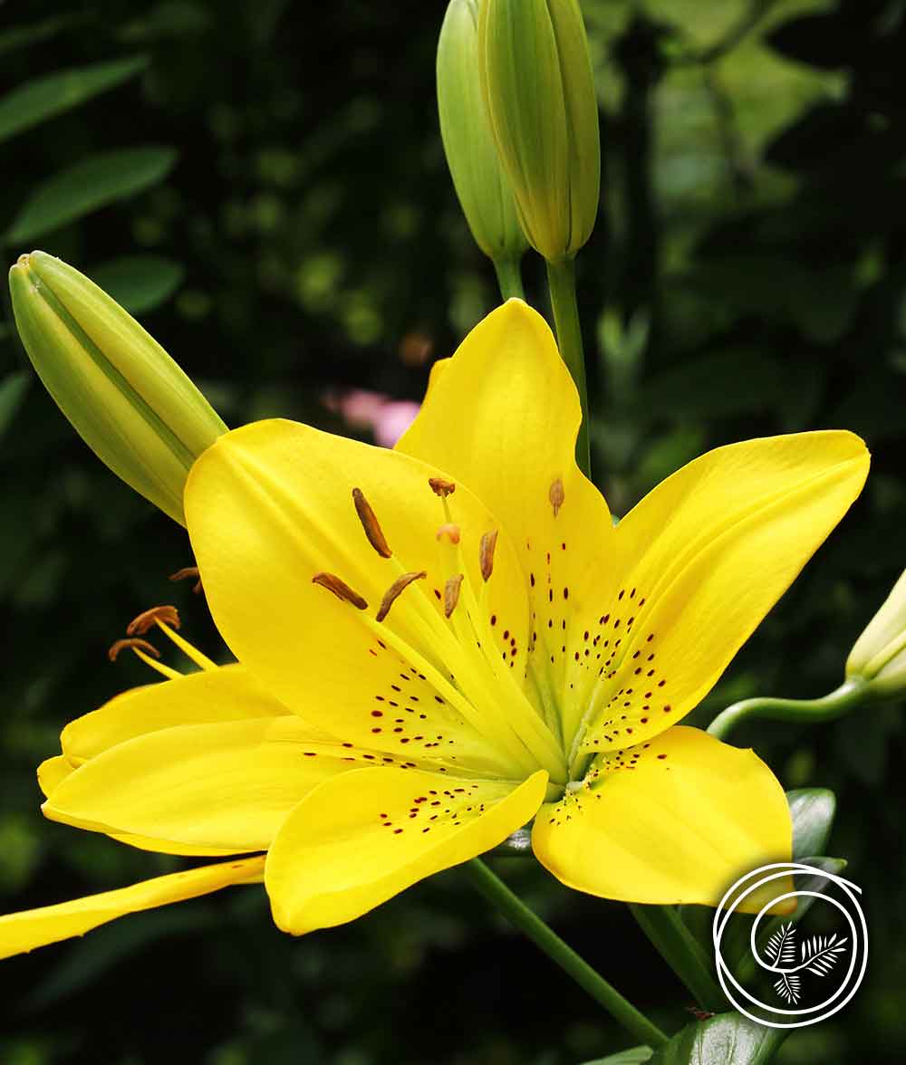 golden-yellow-lily-gallery-2023-1000×1176