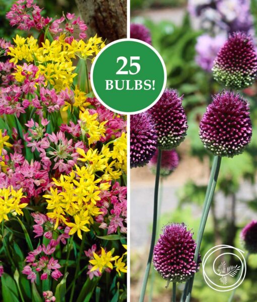 Allium Rock Garden Mix - 25 Bulbs (Direct Ship Only)