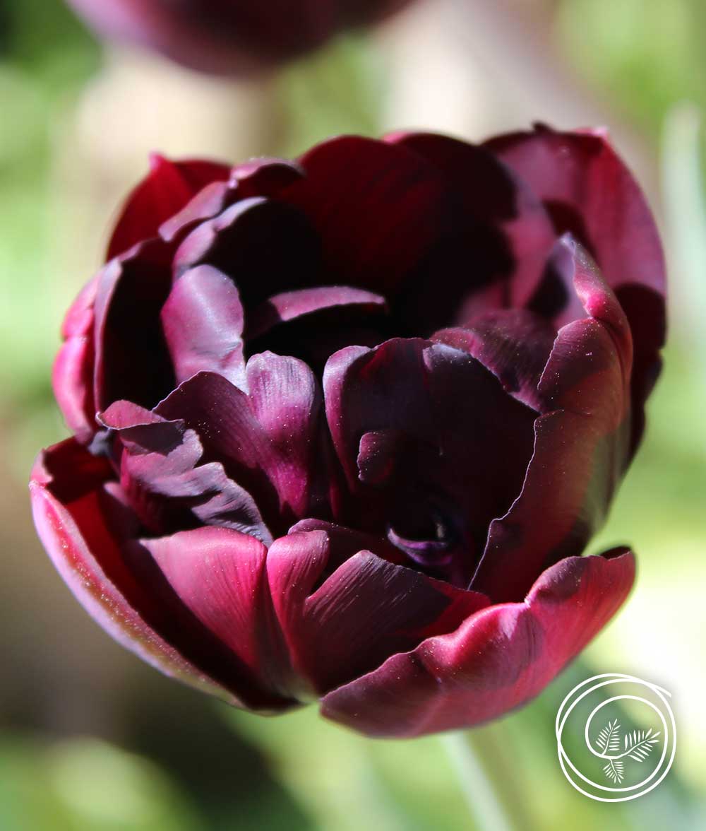 black-hero-tulip-1000×1176