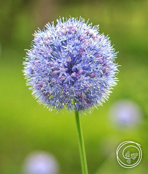 Blue Allium - 20 Bulbs (Direct Ship)