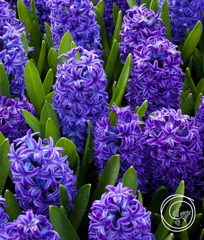 Image of new Blue Jacket Hyacinth for fall 2023