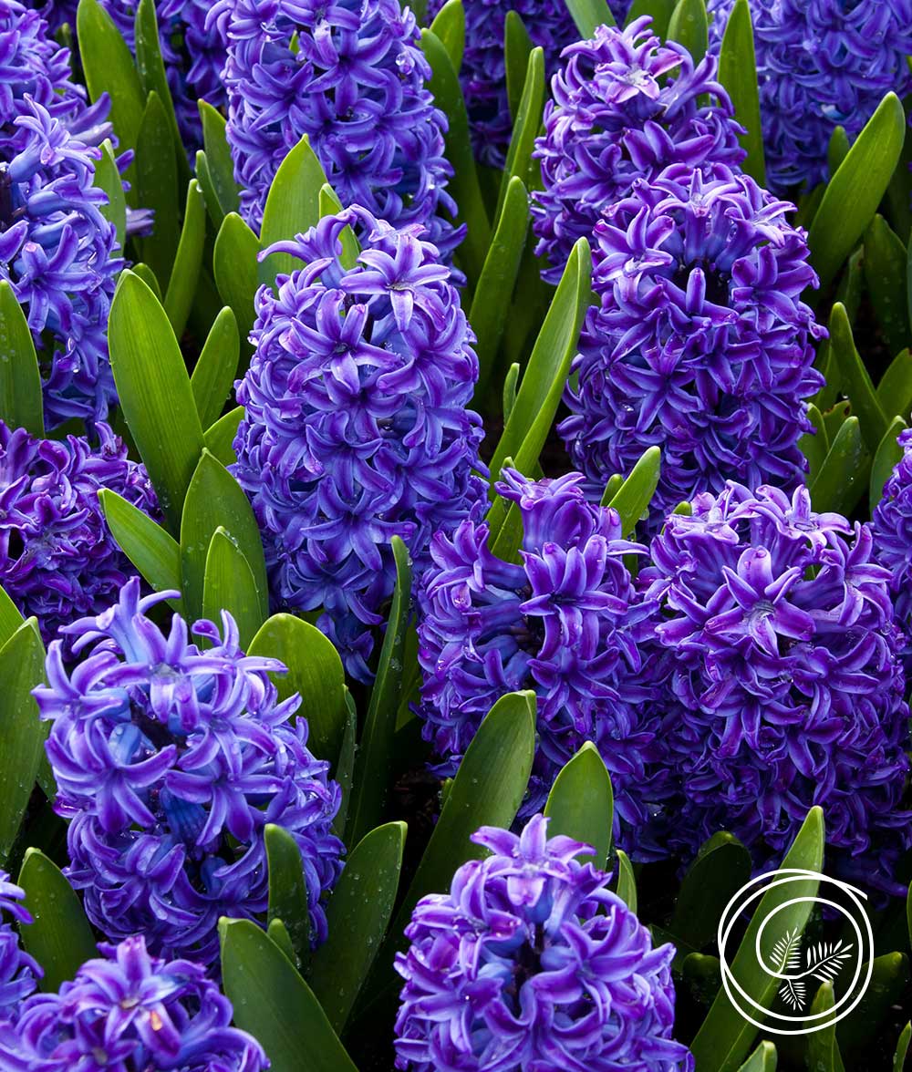 blue-jacket-hyacinth-1000×1176